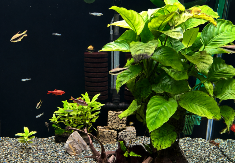 本社の水槽で暮らす熱帯魚・エビをご紹介｜株式会社古河製作所